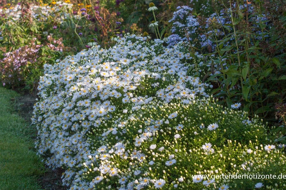 Kissen-Aster 'Apollo' 9 x 9 cm Topf 0,5 Liter