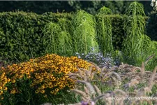 Weidenblättrige Sonnenblume 1 Liter Topf