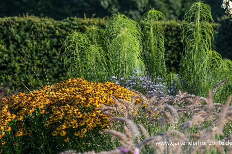 Weidenblättrige Sonnenblume 1 Liter Topf