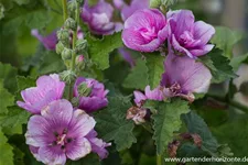 Strauch-Stockrose 'Poetry' 1 Liter Topf