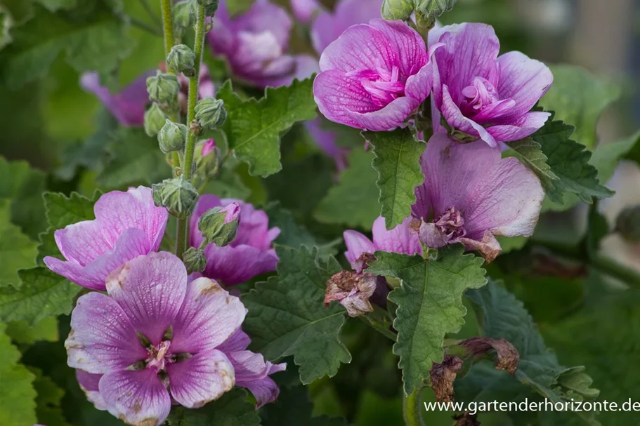 Strauch-Stockrose 'Poetry' 1 Liter Topf