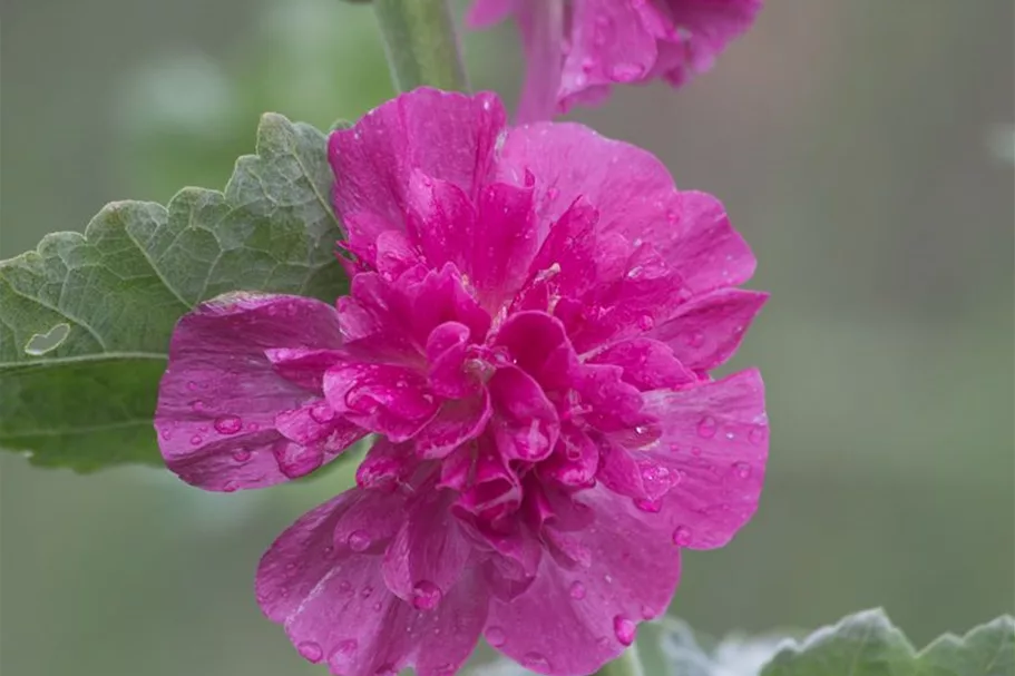 Strauch-Stockrose 'Poetry' 1 Liter Topf