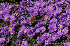 Kissen-Aster 'Augenweide' 9 x 9 cm Topf 0,5 Liter