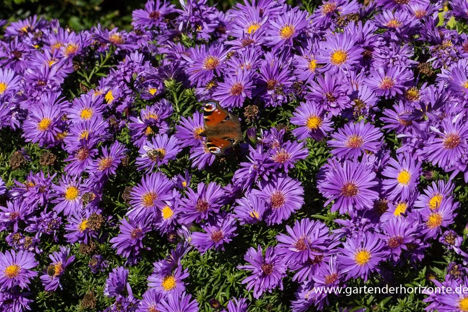 Kissen-Aster 'Augenweide' 9 x 9 cm Topf 0,5 Liter