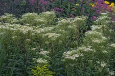 Schirm-Aster 'Weißer Schirm' 1 Liter Topf