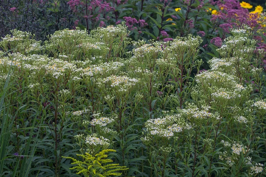 Schirm-Aster 'Weißer Schirm' 1 Liter Topf