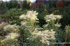 Schirm-Aster 'Weißer Schirm' 1 Liter Topf