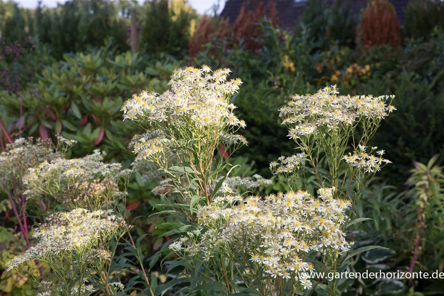 Schirm-Aster 'Weißer Schirm' 1 Liter Topf