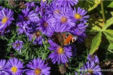 Kissen-Aster 'Augenweide' 9 x 9 cm Topf 0,5 Liter