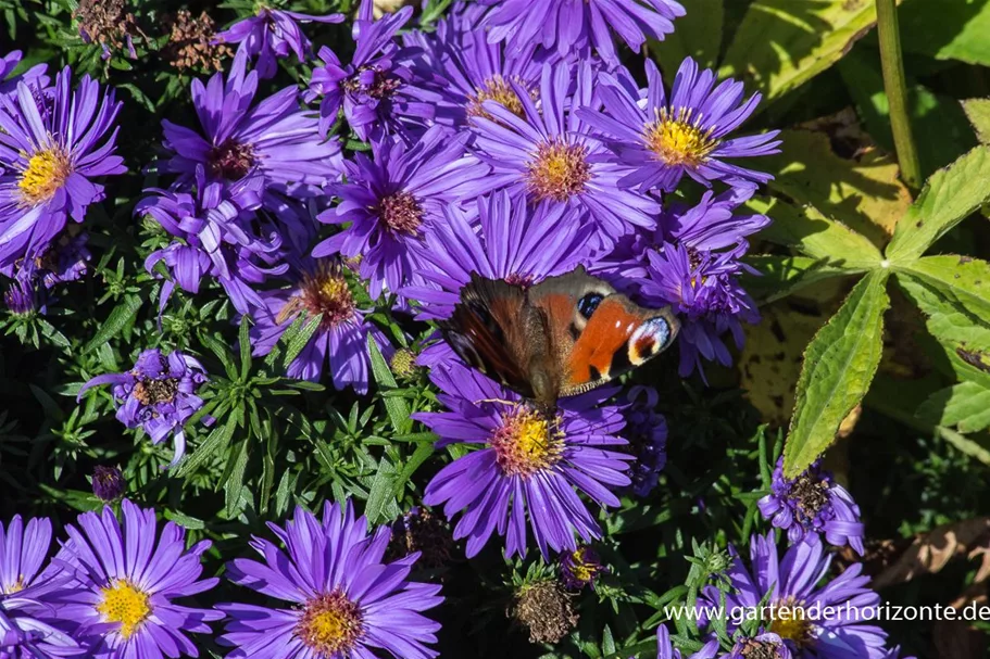 Kissen-Aster 'Augenweide' 9 x 9 cm Topf 0,5 Liter