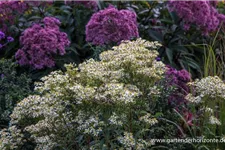 Schirm-Aster 'Weißer Schirm' 1 Liter Topf