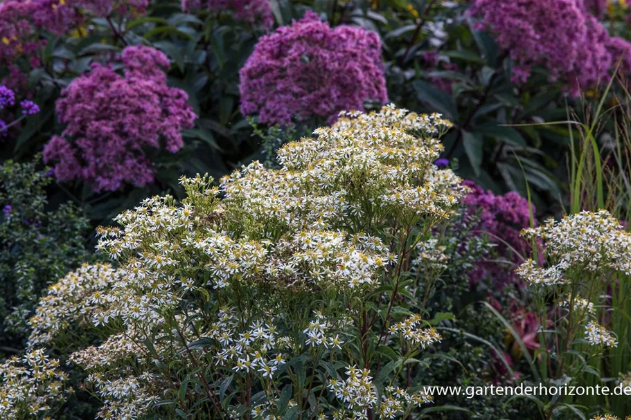 Schirm-Aster 'Weißer Schirm' 1 Liter Topf