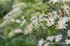 Schirm-Aster 'Weißer Schirm' 1 Liter Topf