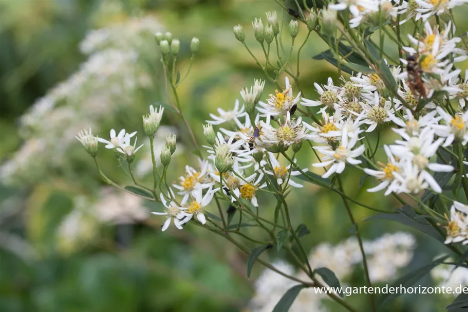 Schirm-Aster 'Weißer Schirm' 1 Liter Topf