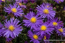 Kissen-Aster 'Blaue Lagune' 9 x 9 cm Topf 0,5 Liter