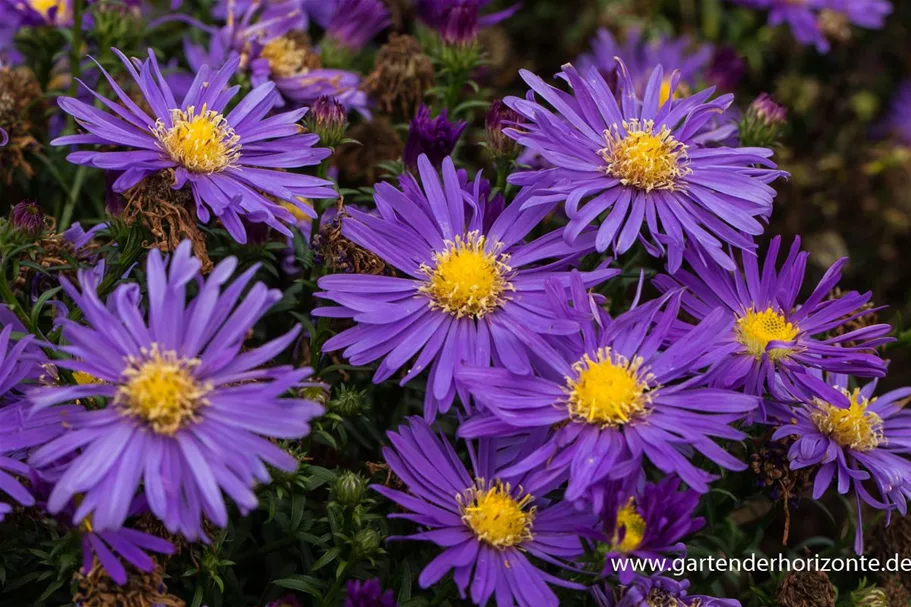 Kissen-Aster 'Blaue Lagune' 9 x 9 cm Topf 0,5 Liter