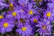 Kissen-Aster 'Blaue Lagune' 9 x 9 cm Topf 0,5 Liter