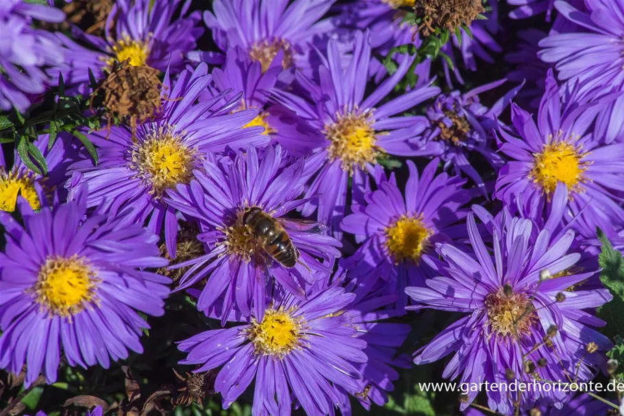 Kissen-Aster 'Blaue Lagune' 9 x 9 cm Topf 0,5 Liter