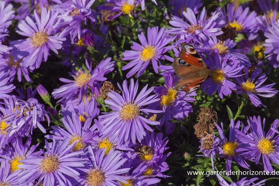 Kissen-Aster 'Blaue Lagune' 9 x 9 cm Topf 0,5 Liter