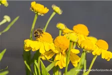 Sonnenbraut 'Helena' 1 Liter Topf