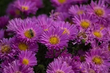 Kissen-Aster 'Heinz Richard' 9 x 9 cm Topf 0,5 Liter