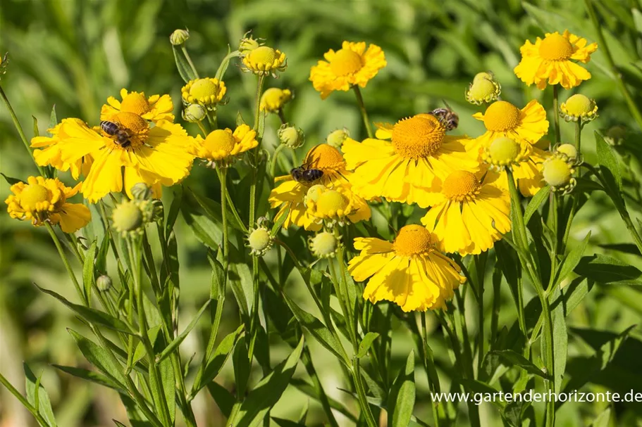 Sonnenbraut 'Herbstgold' 1 Liter Topf