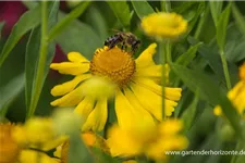 Sonnenbraut 'Herbstgold' 1 Liter Topf