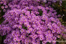 Kissen-Aster 'Herbstgruß v.Bresserhof' 9 x 9 cm Topf 0,5 Liter