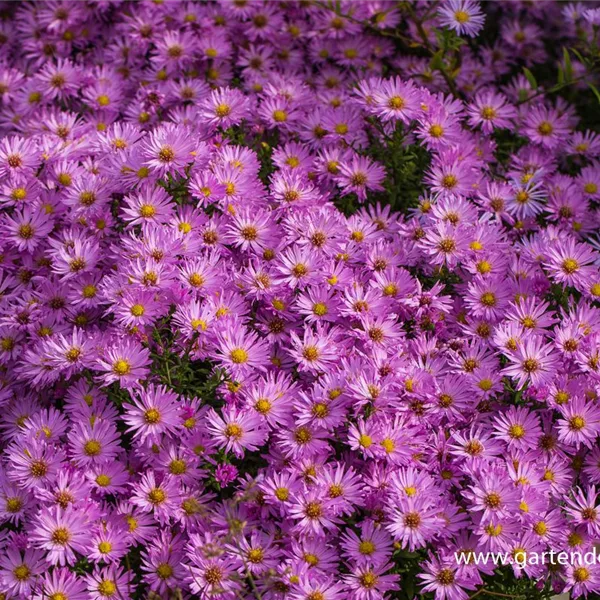 Kissen-Aster 'Herbstgruß v.Bresserhof'