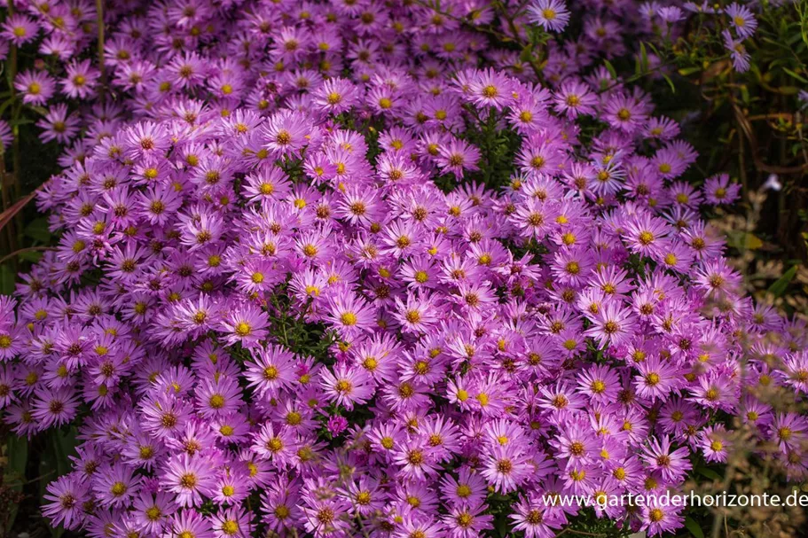 Kissen-Aster 'Herbstgruß v.Bresserhof' 9 x 9 cm Topf 0,5 Liter