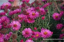 Raublatt-Aster 'Abendsonne' 9 x 9 cm Topf 0,5 Liter