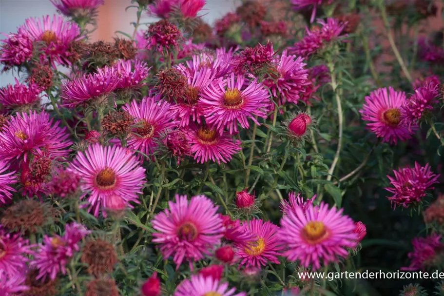 Raublatt-Aster 'Abendsonne' 9 x 9 cm Topf 0,5 Liter