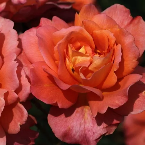 Strauchrose 'Westerland'®