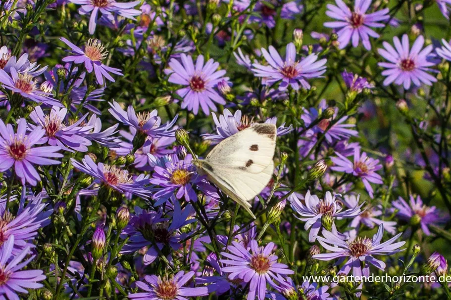 Schleier-Aster 'Ideal' 9 x 9 cm Topf 0,5 Liter