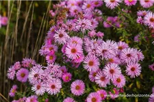 Kissen-Aster 'Herbstgruß v.Bresserhof' 9 x 9 cm Topf 0,5 Liter