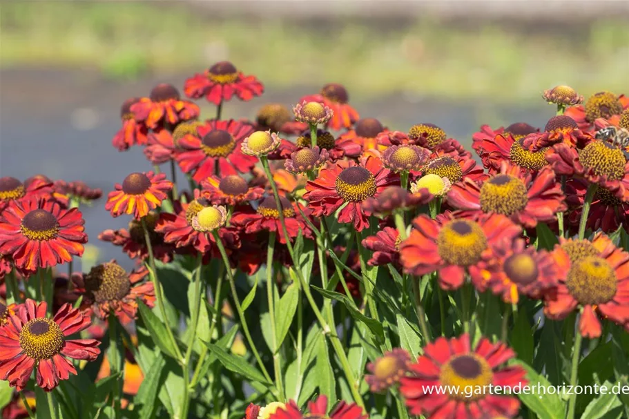 Sonnenbraut 'Hot Lava' 1 Liter Topf