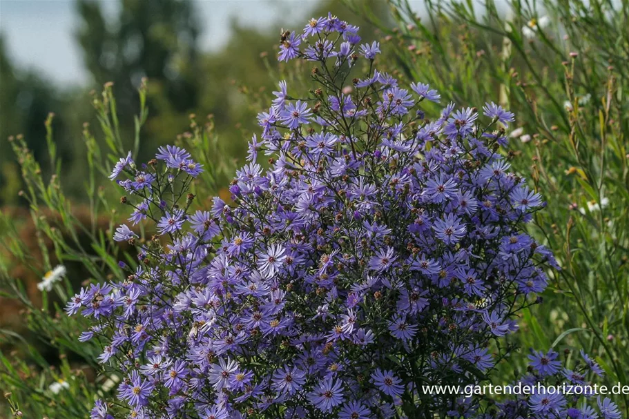 Schleier-Aster 'Ideal' 9 x 9 cm Topf 0,5 Liter