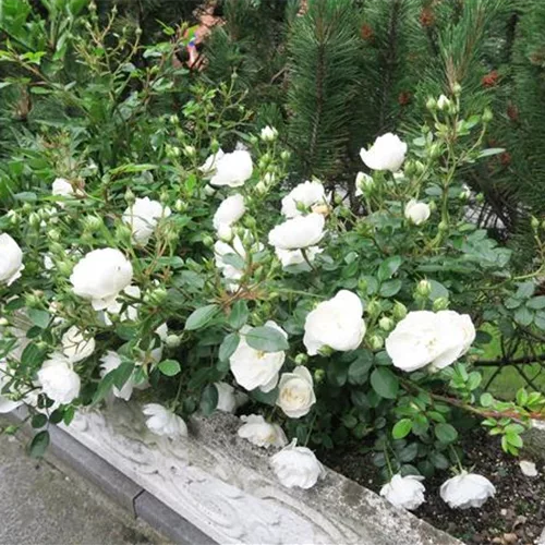 Zwergrose 'White Babyflor'