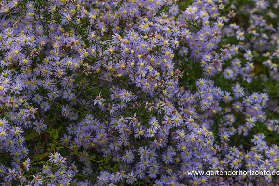 Schleier-Aster 'Photograph' 1 Liter Topf