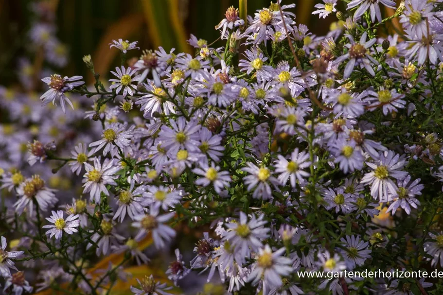 Schleier-Aster 'Photograph' 1 Liter Topf