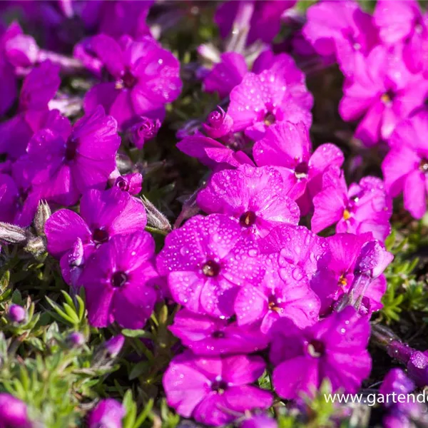 Teppich-Flammenblume 'Red Admiral'