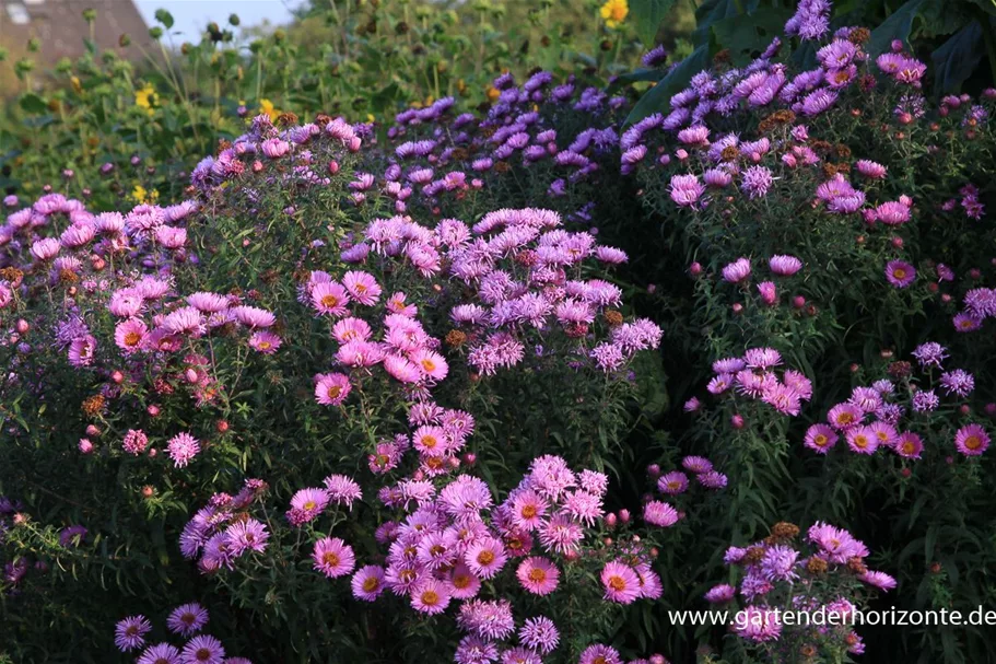 Raublatt-Aster 'Barr' 9 x 9 cm Topf 0,5 Liter