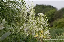 Weißblühender Diptam 'Albiflorus' 1 Liter Topf