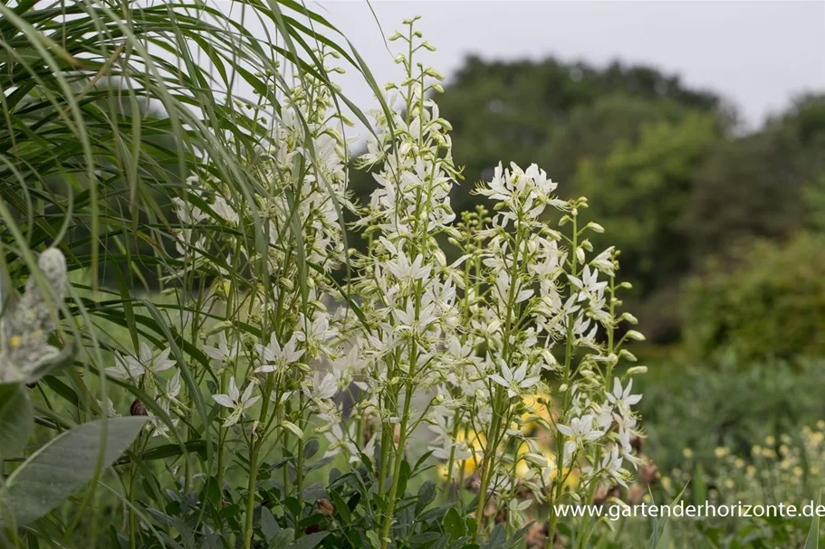 Weißblühender Diptam 'Albiflorus' 1 Liter Topf