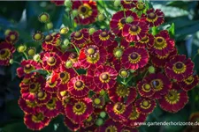 Sonnenbraut 'Königstiger' 1 Liter Topf