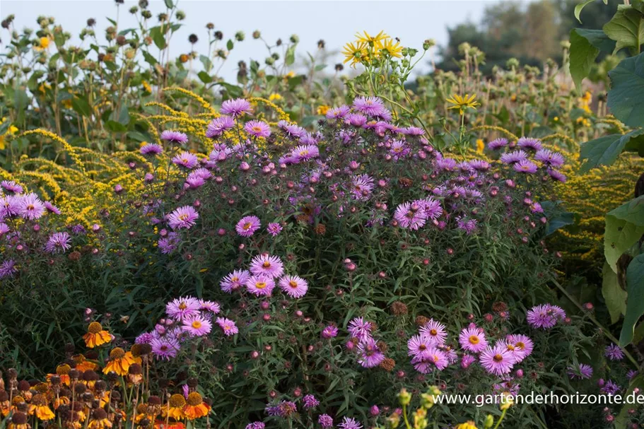 Raublatt-Aster 'Barr' 9 x 9 cm Topf 0,5 Liter