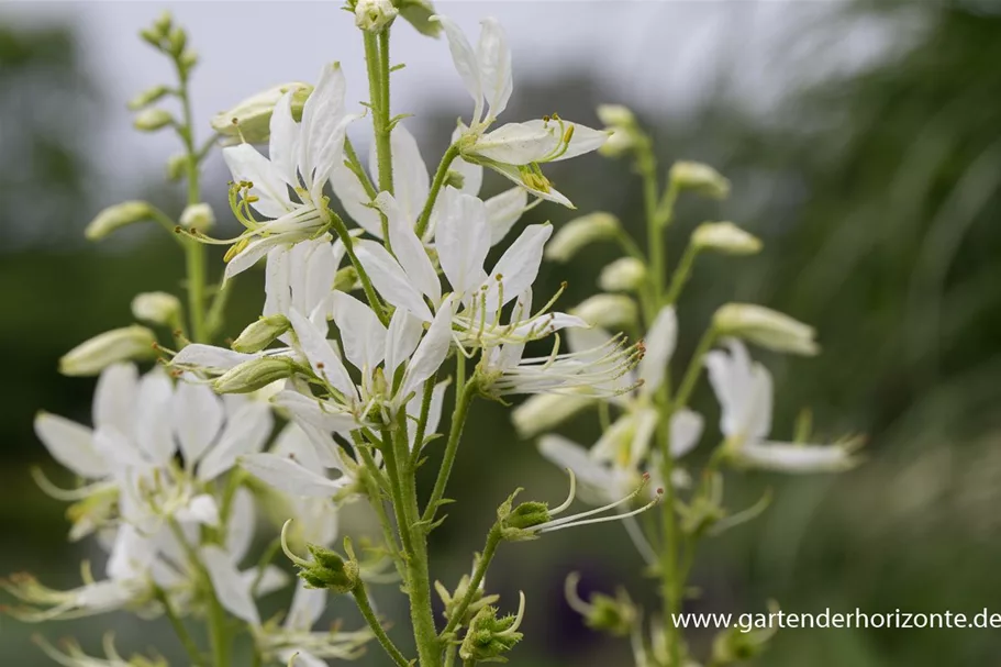 Weißblühender Diptam 'Albiflorus' 1 Liter Topf