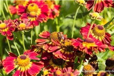 Sonnenbraut 'Königstiger' 1 Liter Topf