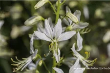 Weißblühender Diptam 'Albiflorus' 1 Liter Topf