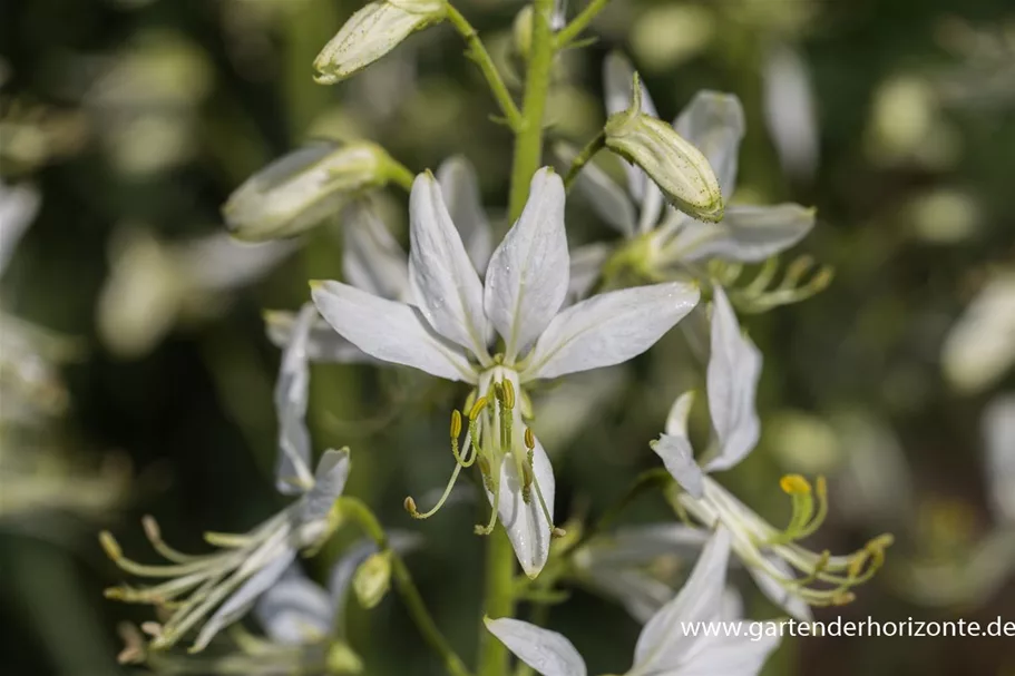 Weißblühender Diptam 'Albiflorus' 1 Liter Topf